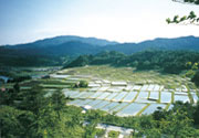 田園風景